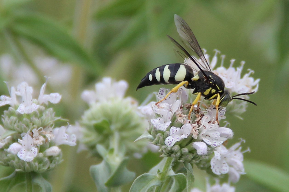 Sand wasp adult drinking nectar from a white flower.