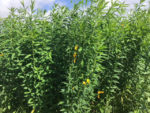 Sanni sunn hemp Sanni sunn hemp
