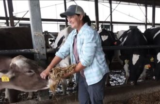 A farmer in a blue shirt feeds a cow.
