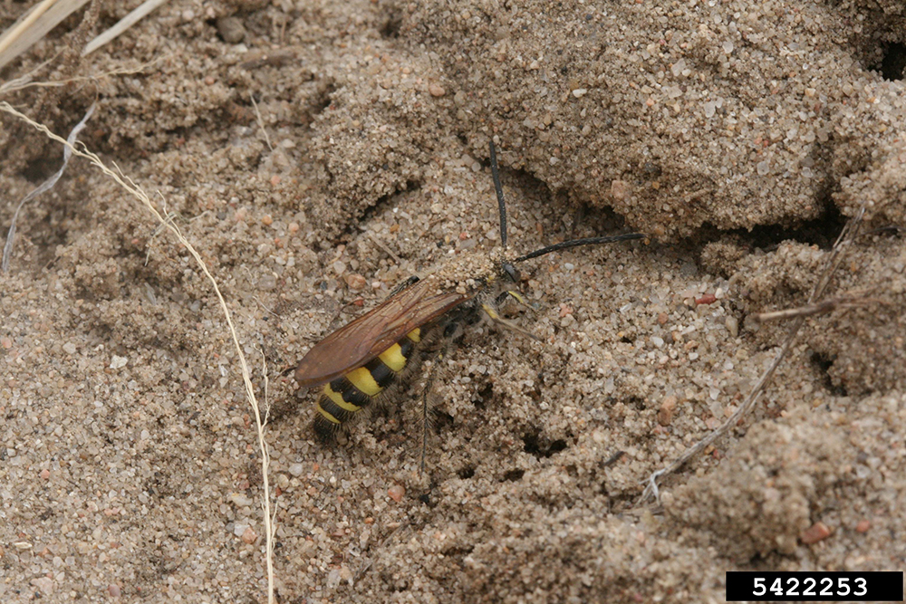 Hairy-footed scoliid wasp searching for prey in dirt.