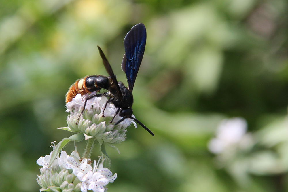 Scoliid wasp adult drinking nectar from a flower.