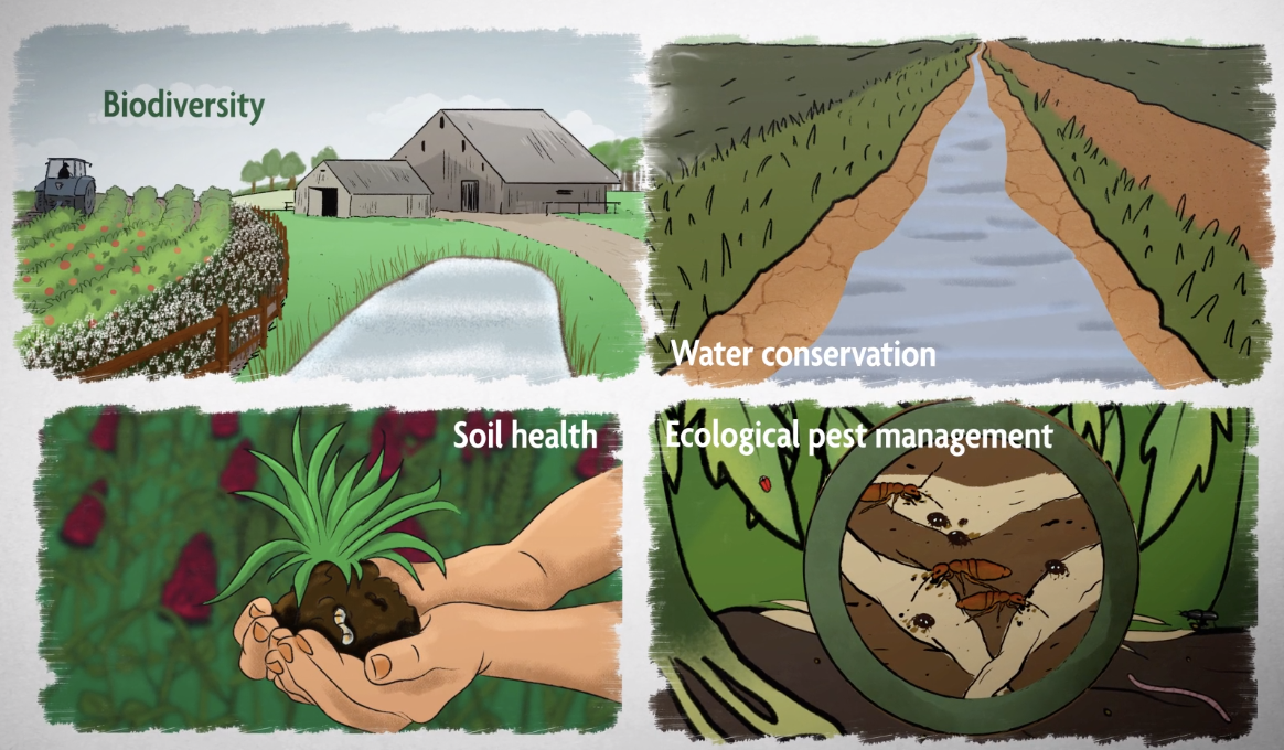 Vole Management Project  Updates for farmers, ranchers