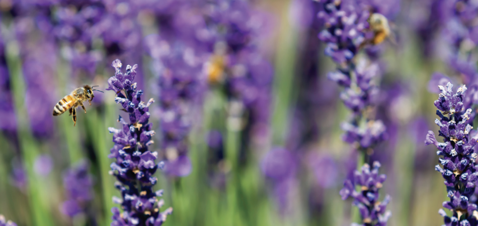 Lavender field with a bee pollinating the flower