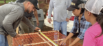 Farmers measuring cage for poultry