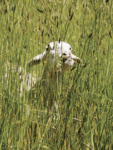 A sheep looking through a field of tall grass