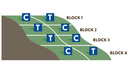 An animated figure divided into 8 squares labeled with C's and T's and labeled with different blocks on the right side