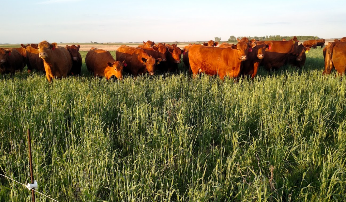 cows in a green field