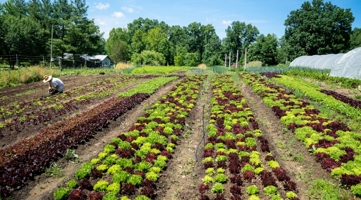 Rows of plants with walking paths between them with a farmer working to the left.
