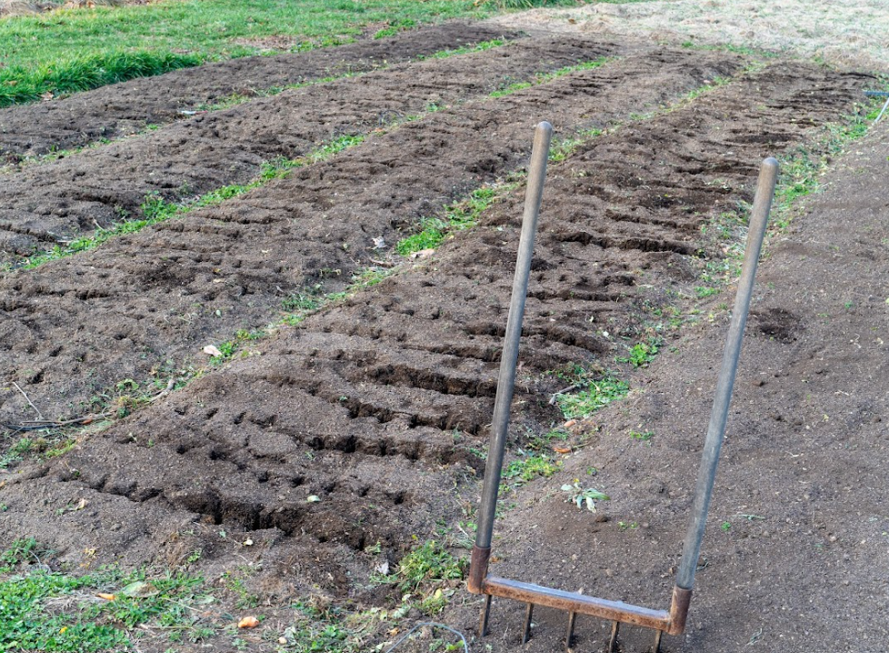 Broadfork in the rows