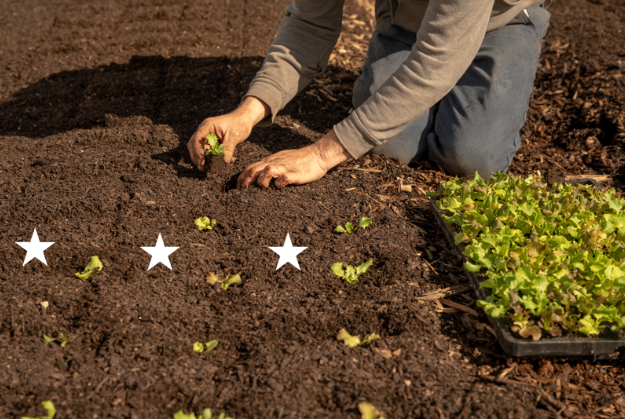 Planting in a grid lets you plan for the next crop so that you are not planting into old roots. For example, the stars show where you could plant 3 rows of a crop like beets or kale, in between the 4 rows of lettuce being planted now. Photo by Jesse Frost