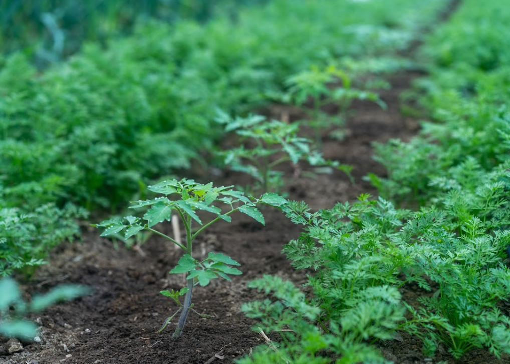Relay cropping in high tunnel