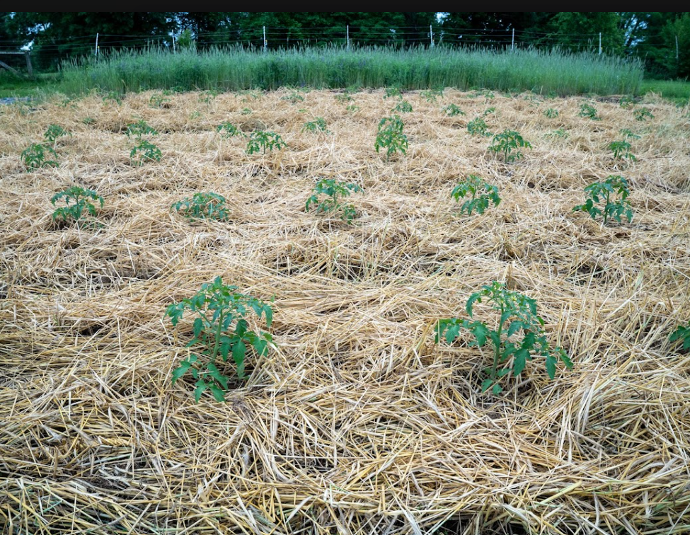 Tomato field with rye and fetch