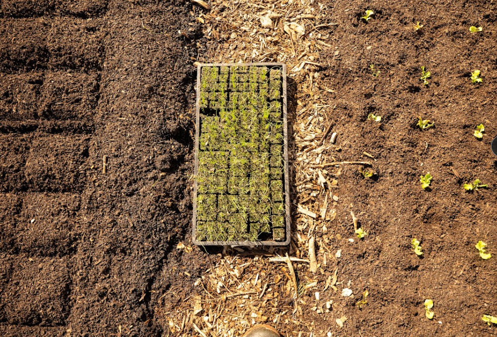 Green onion transplants will go into composted beds on the left, with lettuce planted to the right. Both crops are planted in a grid pattern to help ease the no-till flip to the next crop