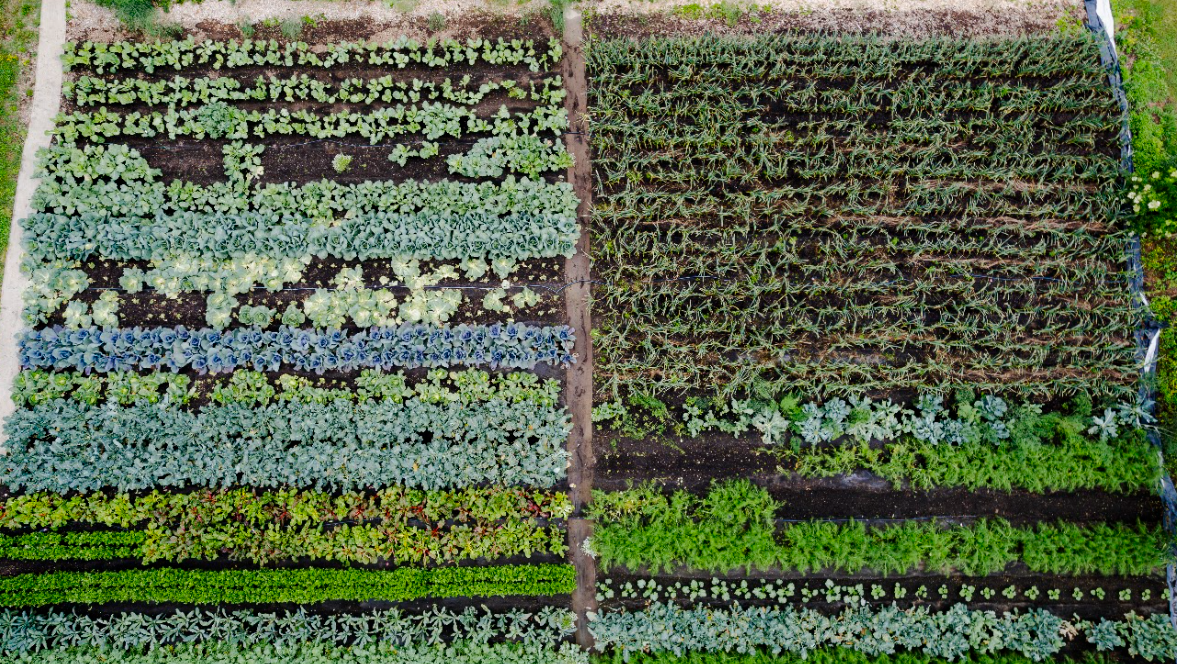 Intensive no-till production at Wild East Farm in Marion, N.C., has resulted in healthier soils and better quality produce that is in high demand among
local consumers.