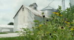 Yellow flowers in the foreground and a barn in the background