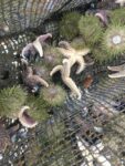 Green Sea Urchins in a container with starfish