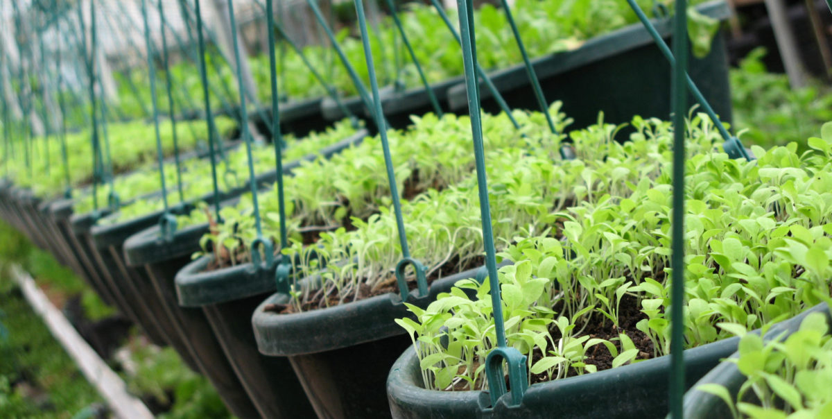 Pots of hanging plants