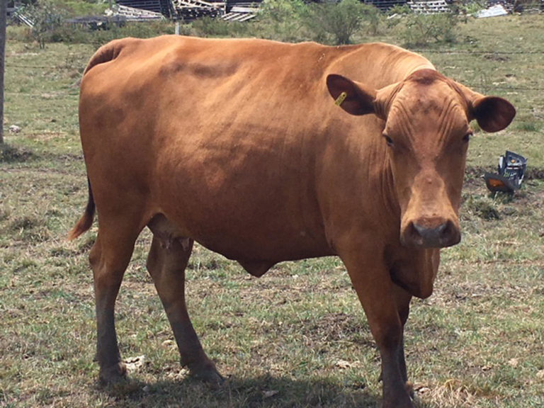 Senepol cattle brown senepol cattle looking at the camera
