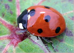 Coleoptera: Coccinellidae Sevenspotted lady beetle   (Coccinella septempunctata)