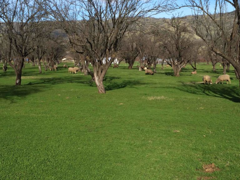 Sheep grazing in an orchard Sheep grazing in an orchard