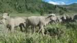 Sheep grazing in a field