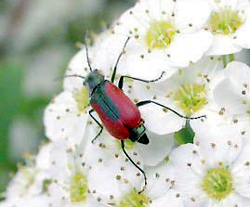 Coleoptera: Melyridae Soft-winged flower beetle