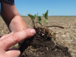 Finger pointing to soil clump attached to a mat of cover crop residue