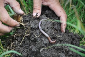 Hands in soil with an earthworm Hands in soil with an earthworm