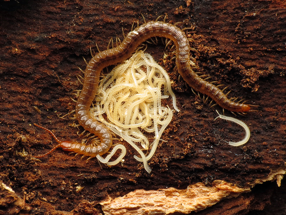 Soil centipede with dozens of tiny white worm like offspring.