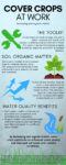 infographic illustrating cover crops at work