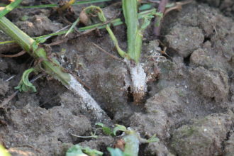 potato plants infected with Southern potato blight