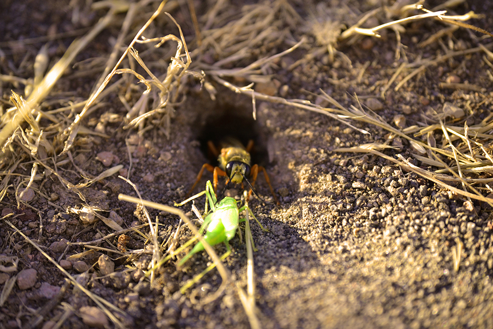 Sphecid wasp dragging a katydid into her nest.