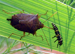 Hemiptera: Pentatomidae Spined soldier bug   (Podisus maculiventris)
