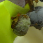 spotted wing drosophila on blueberry