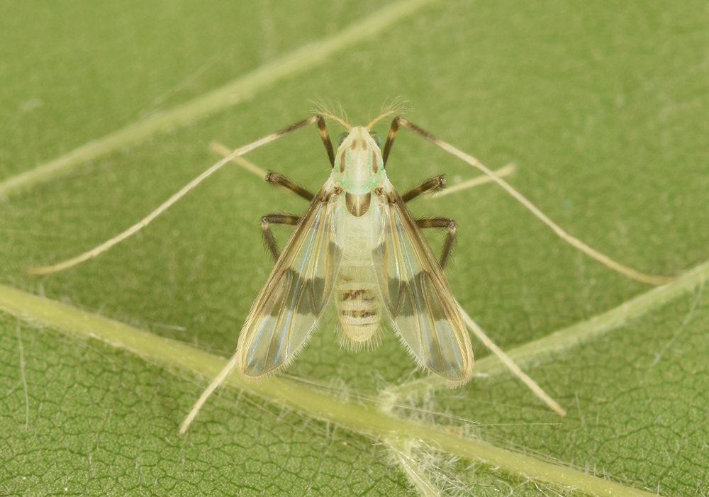 Stenochironomus poecilopterus adult female with long antennae and black legs on a green leaf. 