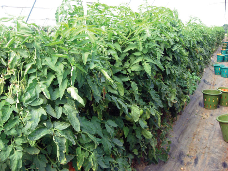 Steve Groff, Tomato Grafting Steve Groff, Tomato Grafting
