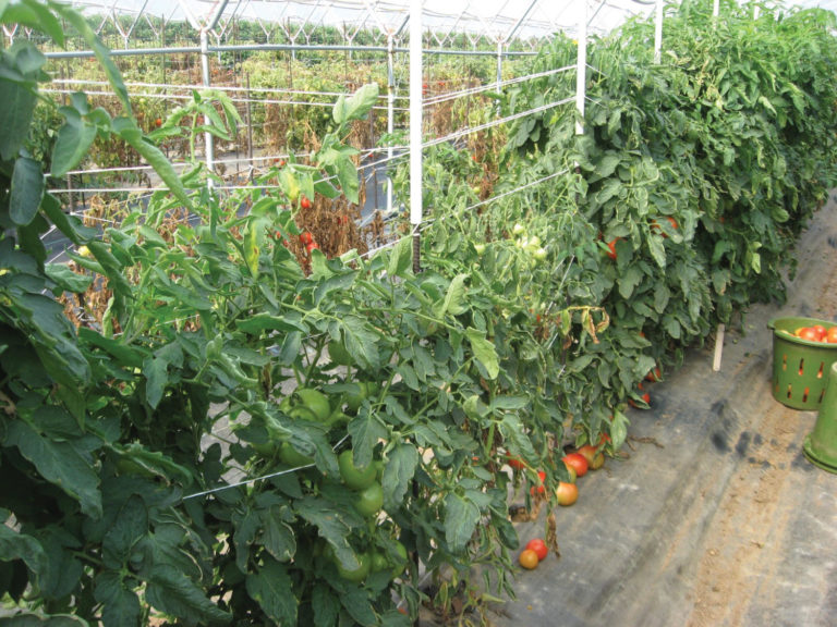 Steve Groff, Tomato Grafting Steve Groff, Tomato Grafting