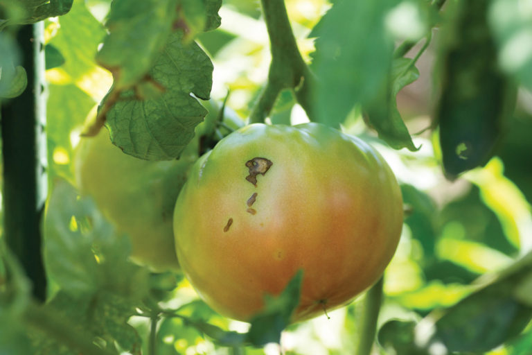 Stink Bug Crop Damage Stink Bug Crop Damage