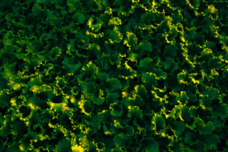 Photo of green leafy crop taken from above