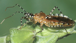 Hemiptera: Reduviidae Striped Bug   (Pselliopus cinctus)