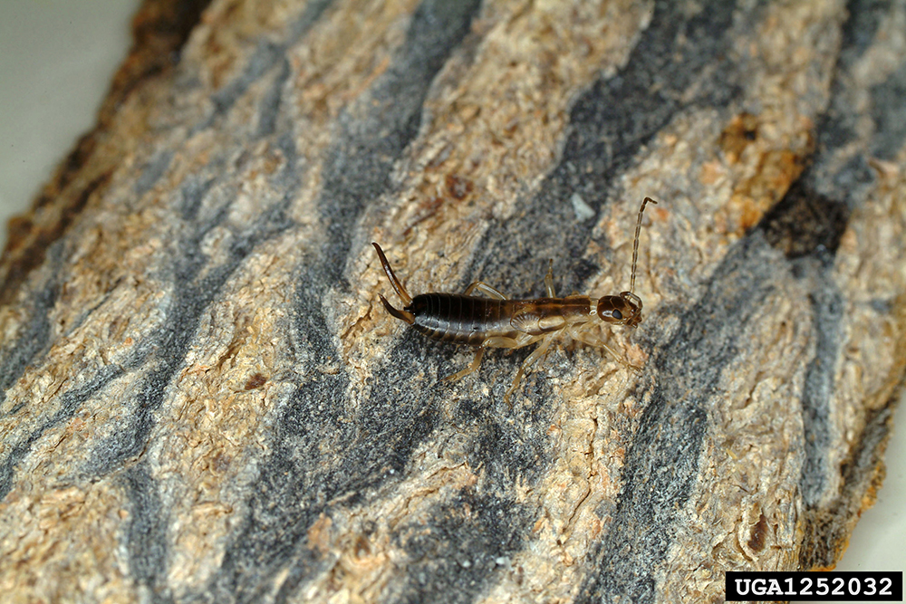 Striped earwig with rear pinchers extended. 
