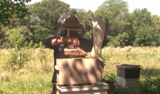 raising locally-adapted and disease resistant queens in Illinois