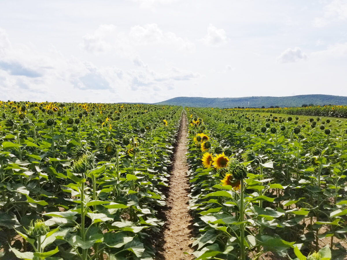 a large field of sunflowers