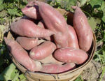 sweet potatoes harvested in a basket set outside
