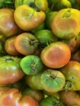 group of sweetgrass garden tomatoes