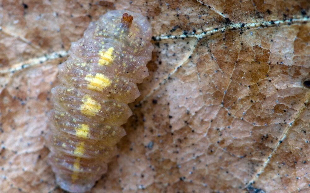 Many flower fly larvae in leaf litter. 