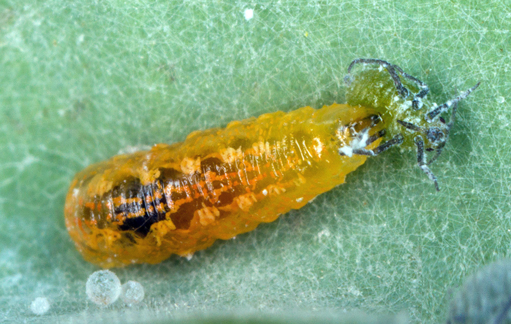 Orange bodied predatory flower fly larva eating an aphid.