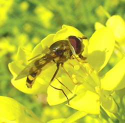 Diptera: Syrphidae Syrphid fly