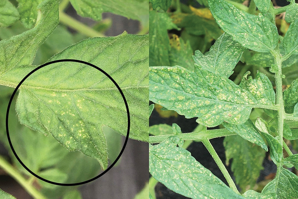 side by side images show close ups of yellow spots on tomato plant leaves