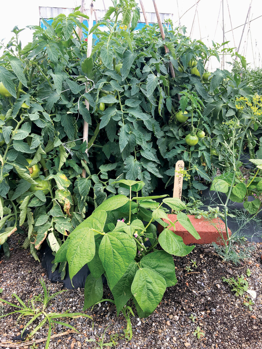 A bean bush that shows sides of spider mites growing in an urban garden